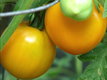 moonglow heirloom tomato